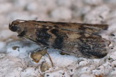 <i>Euzophera pinguis</i>