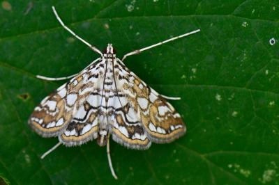 <i>Elophila nymphaeata</i>
