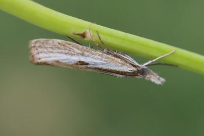 <i>Agriphila inquinatella</i>