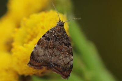 <i>Choreutis pariana</i>