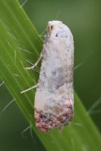<i>Cochylis posterana</i>