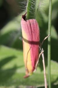 <i>Oncocera semirubella</i>