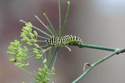 Machaon 