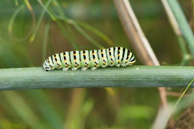 Machaon 