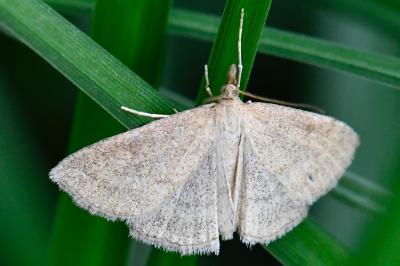 <i>Psammotis pulveralis</i>