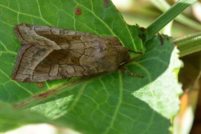 Noctuelle de la Pomme de Terre 