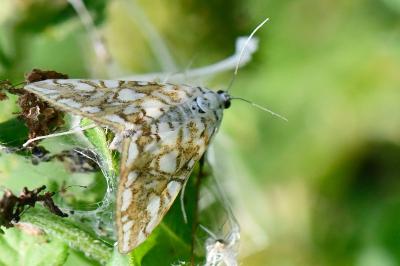 <i>Elophila nymphaeata</i>