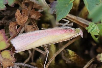 <i>Oncocera semirubella</i>