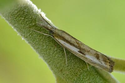 <i>Agriphila inquinatella</i>