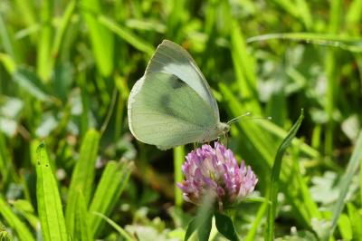 Pieris brassicae