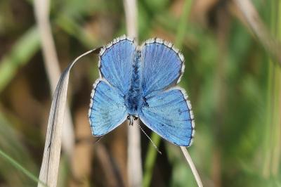 Azuré bleu-céleste 