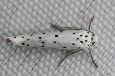 <i>Yponomeuta</i>