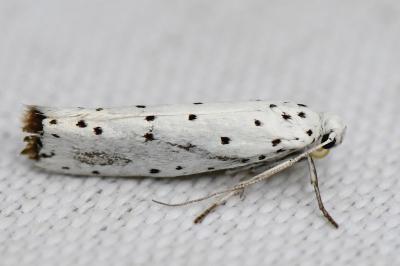 <i>Yponomeuta</i>
