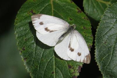 Piéride du Chou 
