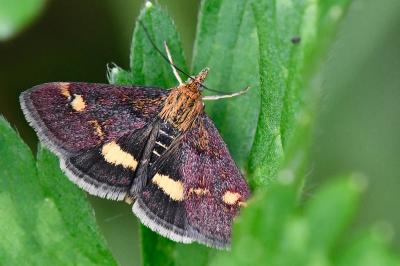 <i>Pyrausta aurata</i>