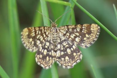 Chiasmia clathrata