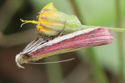 <i>Oncocera semirubella</i>