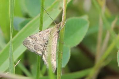 <i>Pyrausta despicata</i>