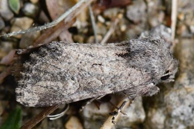 Luperina testacea