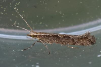 <i>Plutella xylostella</i>