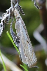 <i>Agriphila inquinatella</i>