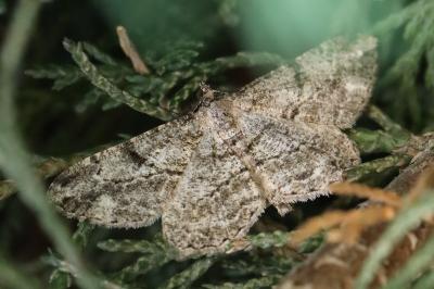 <i>Peribatodes rhomboidaria rhomboidaria</i>