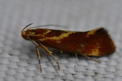 <i>Metalampra italica</i>
