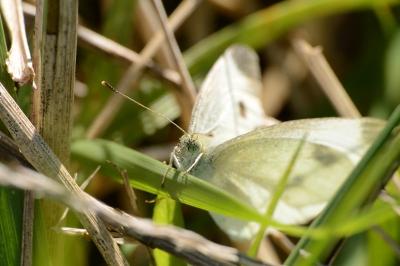 <i>Pieris</i>