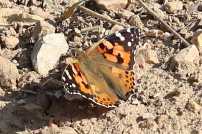 Vanessa cardui