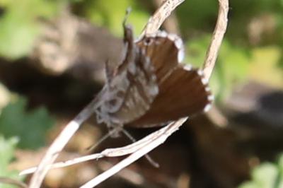Brun du pélargonium 
