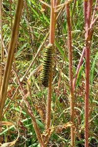 Machaon 