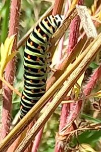 Machaon 