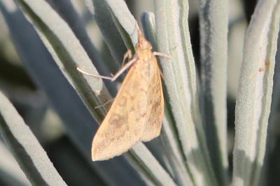 <i>Udea ferrugalis</i>
