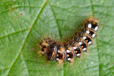 Noctuelle de la Patience 
