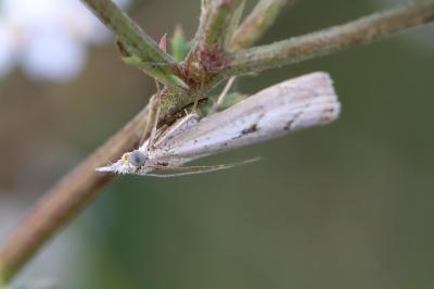 <i>Agriphila geniculea</i>