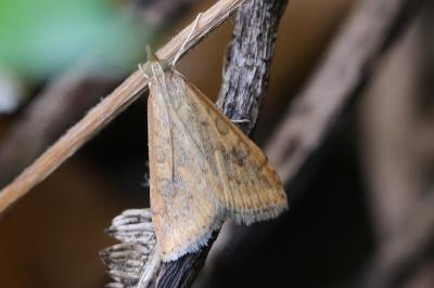 <i>Udea ferrugalis</i>