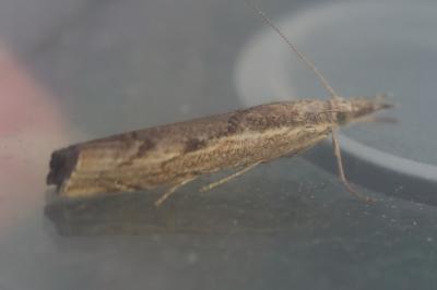 <i>Agriphila geniculea</i>