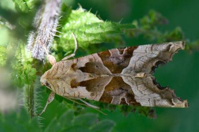 Phlogophora meticulosa