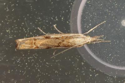 <i>Agriphila geniculea</i>