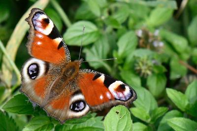 Aglais io
