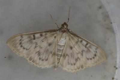 <i>Patania ruralis</i>