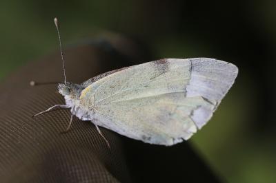 Piéride du Chou 