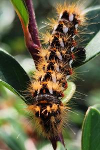 Noctuelle de la Patience 