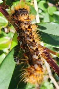 Noctuelle de la Patience 