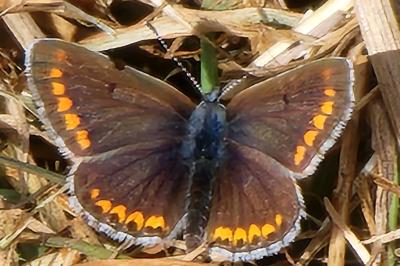 Aricia agestis