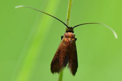 <i>Cauchas rufimitrella</i>