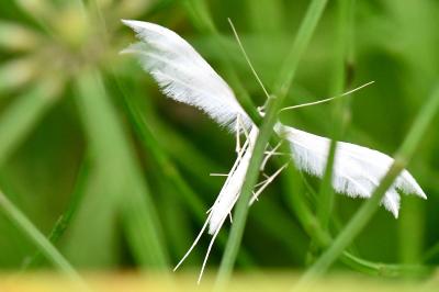 <i>Pterophorus pentadactylus</i>