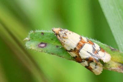 <i>Aethes tesserana</i>