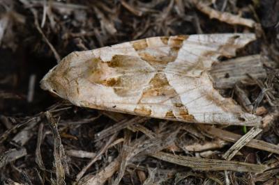 Phlogophora meticulosa