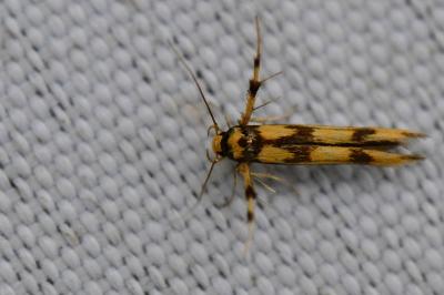 <i>Stathmopoda pedella</i>
